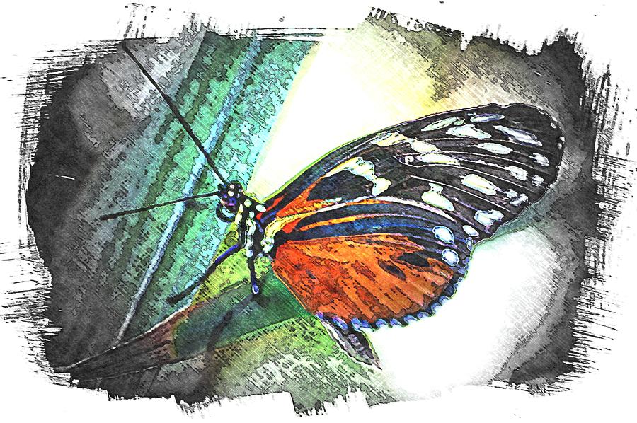 Butterfly Photograph - Penciled Butterfly by Chris Mcmannes