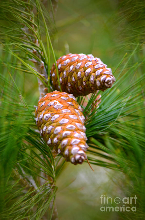 Winter Photograph - Pending Pines by Deb Halloran