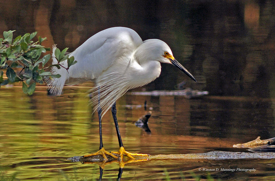 Snowy Egret  Photograph by Winston D Munnings