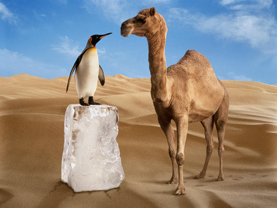 Penguin And Camel In Desert Photograph by Bob Elsdale Penguin And Camel In Desert Photograph by Bob Elsdale