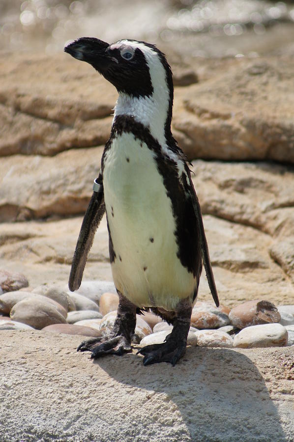 Penguin Photograph - Penguin by Angela Killary