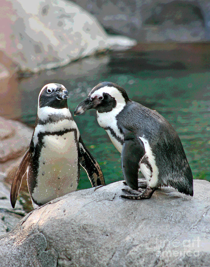 Penguin Buddies Photograph by Larry Oskin