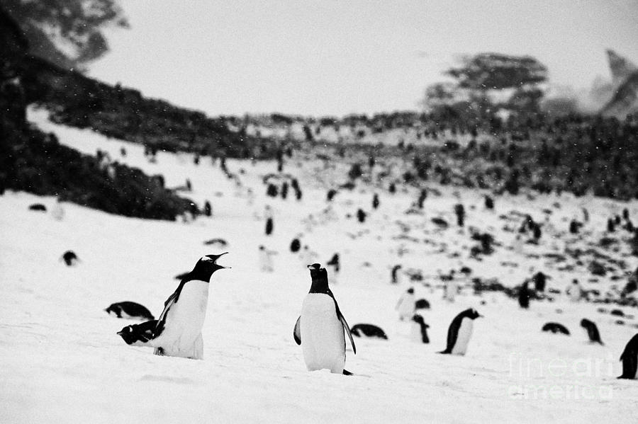 Penguin Photograph - Penguin Calling To Other Penguin In Gentoo Penguin Colony On Cuverville Island Antarctica by Joe Fox