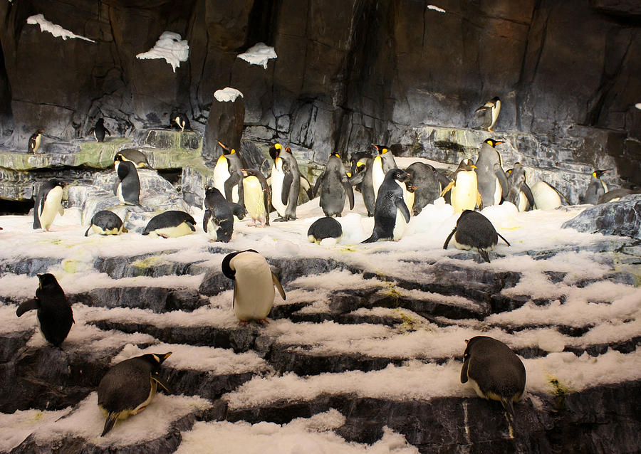Penguin Central Photograph by David Nicholls