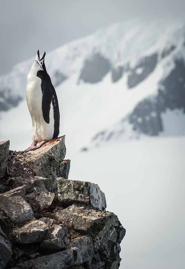 Penguin Photograph - Penguin Cry - Antarctica Penguin Photograph by Duane Miller