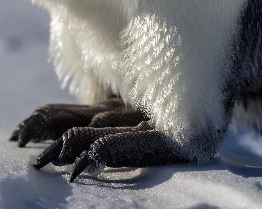 Pictures Of Penguin Feet at genjohnnyblog Blog