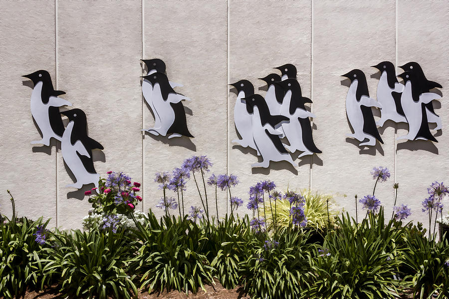 Penguin Flight Digital Art by Photographic Art by Russel Ray Photos