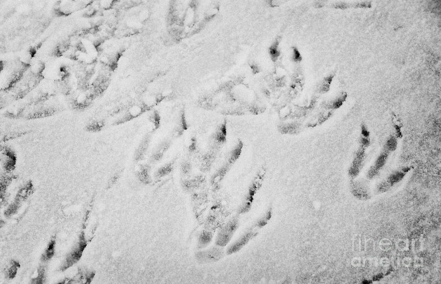 fox footprints in snow