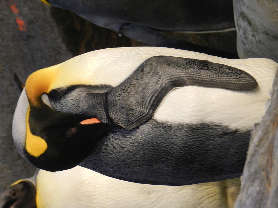 Penguin Photograph - Penguin by Genoa Larcher