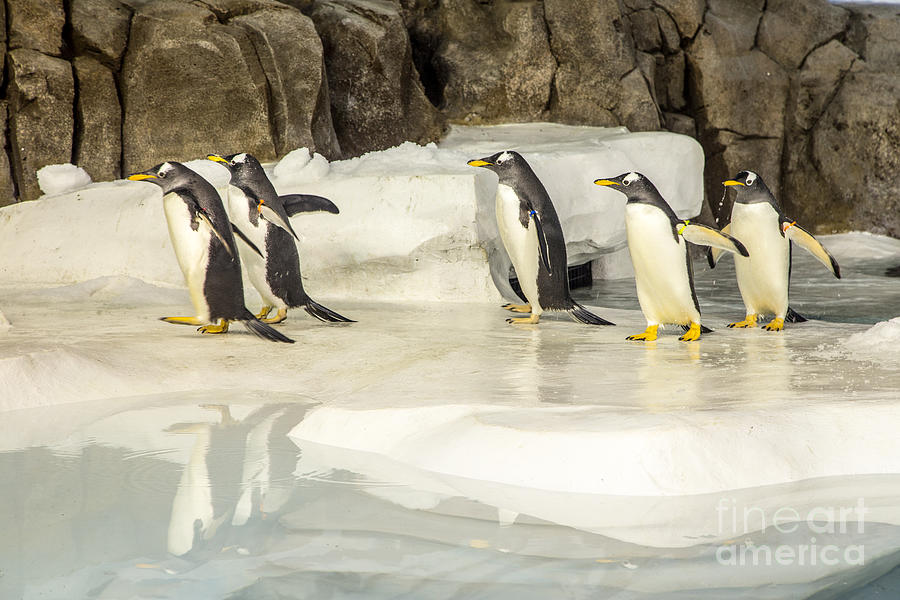 Penguin Group Walking Photograph by Terri Morris
