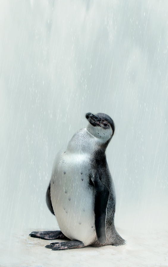 Penguin Photograph by Heike Hultsch