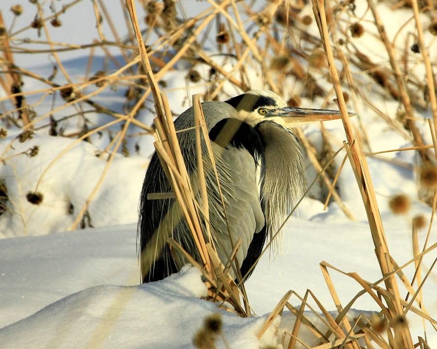 Penguin Heron  Photograph by Roxie Crouch