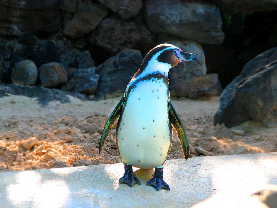 Penguin Photograph - Penguin by Kristine Widney