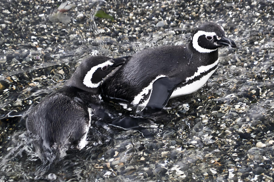 Penguin Love Photograph by Kent Nancollas