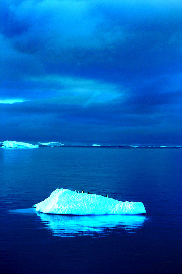 Penguin On Iceberg Photograph