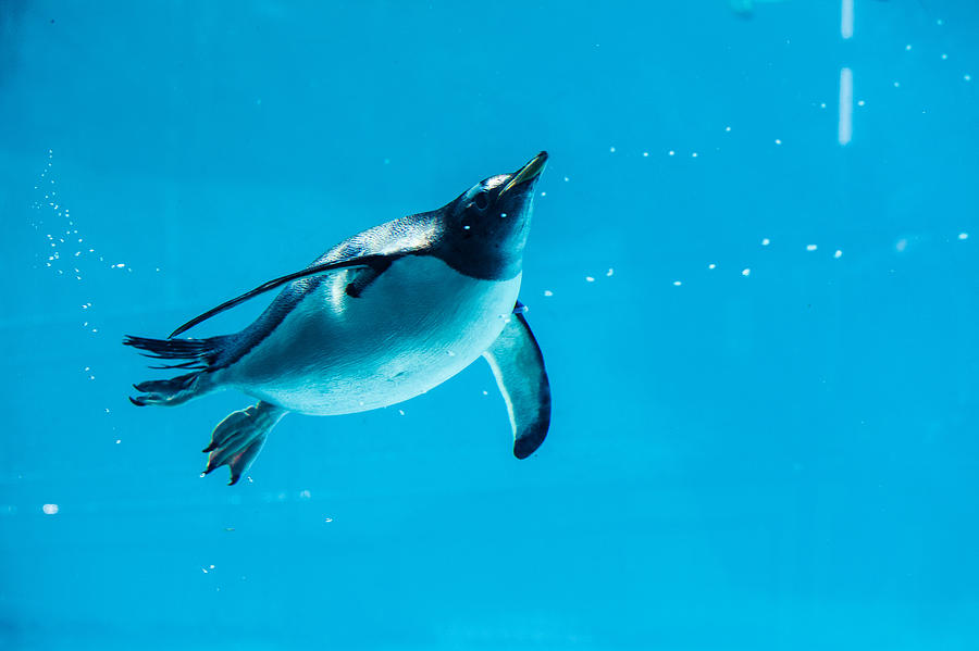 Penguin Photograph by Oscar Wong