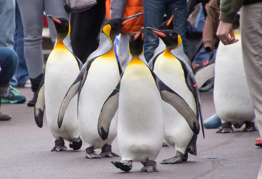 Penguin Parade Photograph by Cathy Donohoue