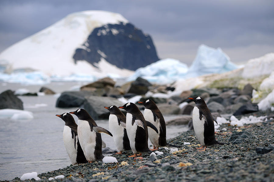 Penguin Plunge Photograph by Jennifer LaBouff