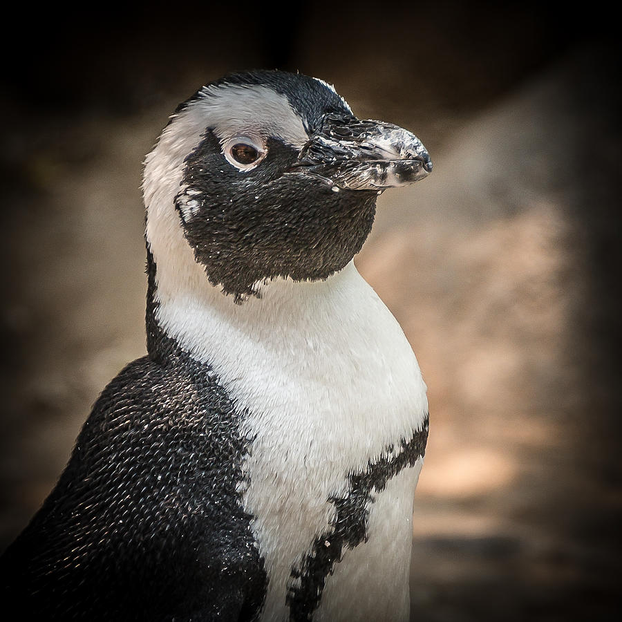 Penguin Posing Photograph by Yeates Photography
