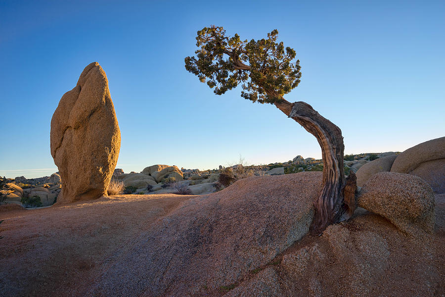 Penguin Rock and Bowing Tree Photograph by Michelle Choi