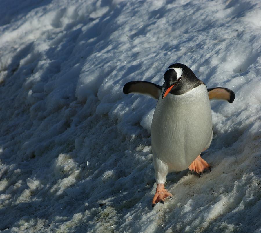 Penguin Slide Photograph by Brian Kamprath