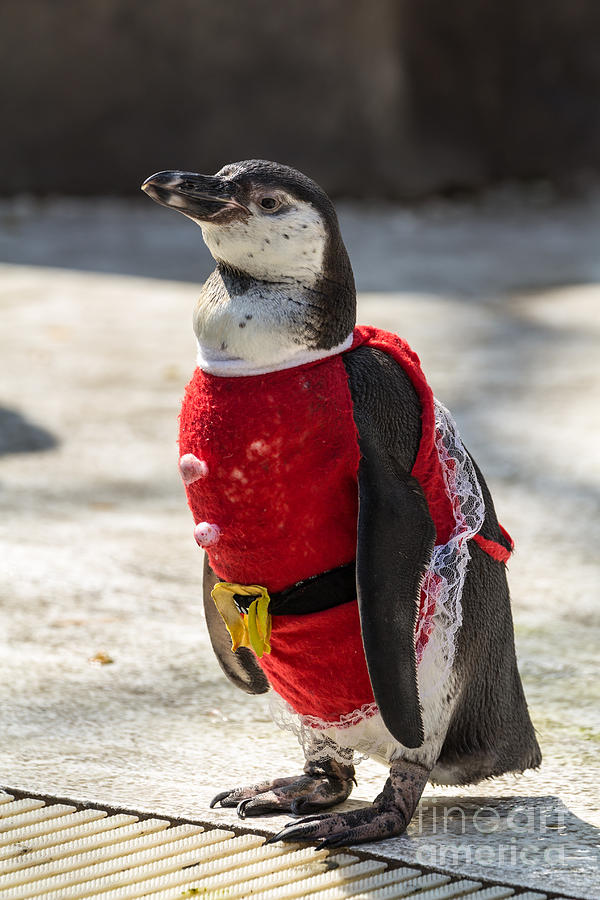 Penguin Photograph by Tosporn Preede