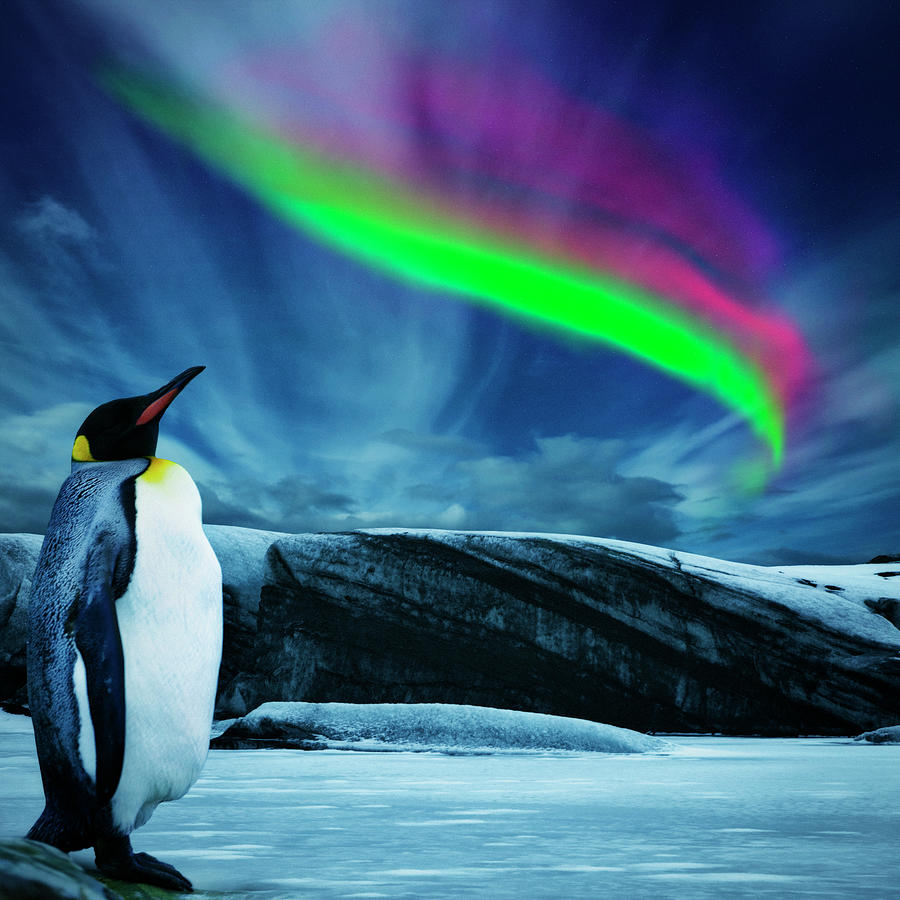 Penguin Under Southern Lights Photograph by Powerofforever