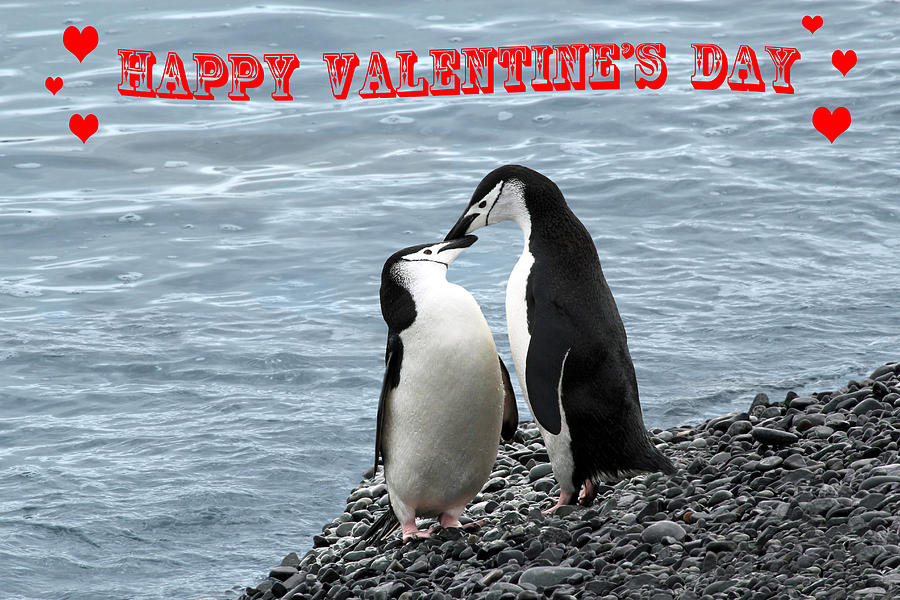 Penguin Valentines Card Photograph by Ginny Barklow