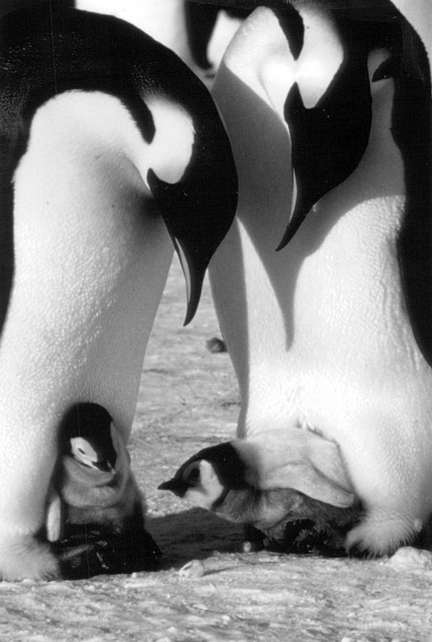 Vintage Photograph - Penguins and babies by Retro Images Archive
