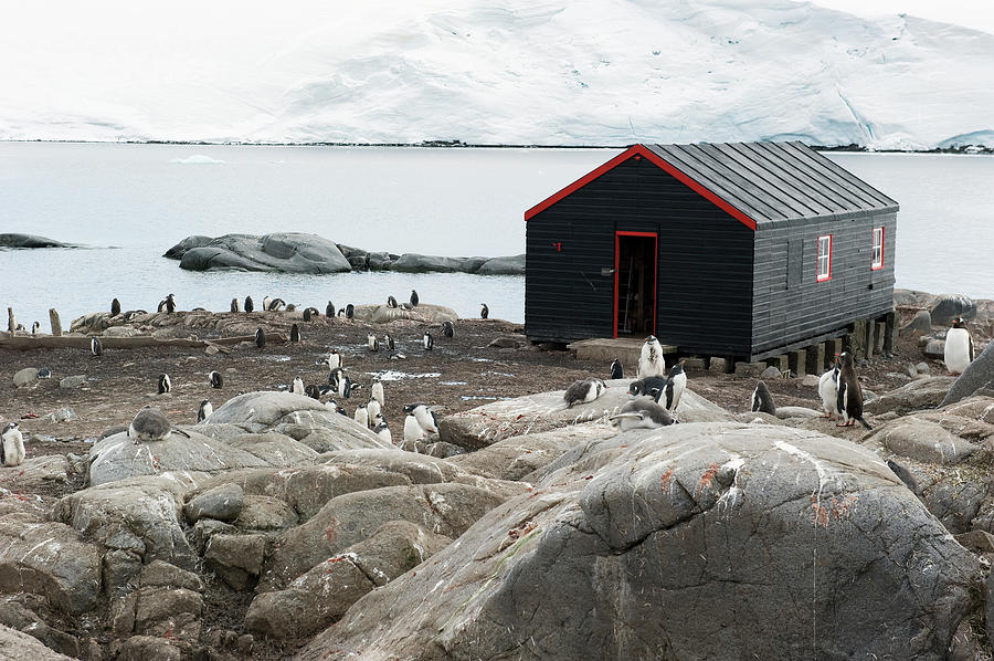 Penguins Around A Black Building On The Photograph by Jim Julien / Design Pics Penguins Around A Black Building On The Photograph by Jim Julien / Design Pics