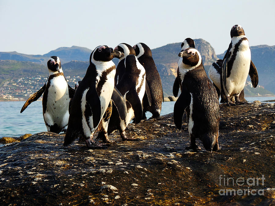Penguin Photograph - Penguins Mountain Background Boulders Beach Cape Town by Charl Bruwer