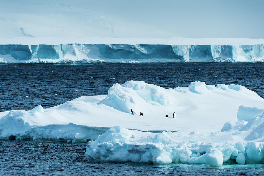 Penguins On An Iceberg  Antarctica Photograph by Deb Garside