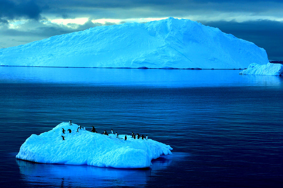 Penguins On Iceberg Photograph