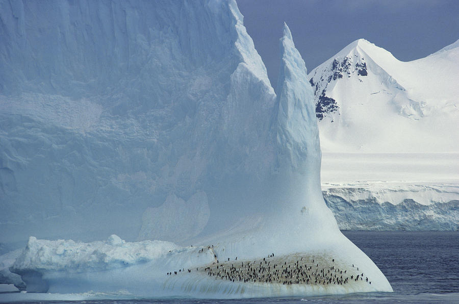 Penguins On Iceberg Photograph by Robert Hernandez