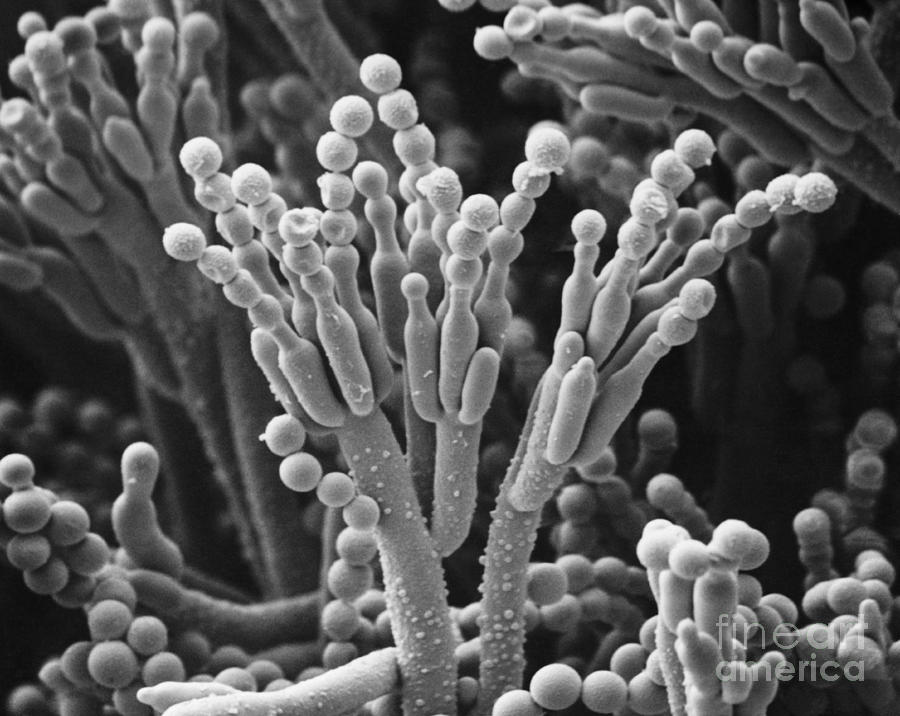 Penicillium Camembertii Sem Photograph by Biophoto Associates