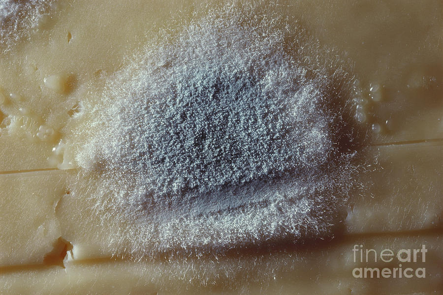 Penicillium Mold Photograph by Larry West