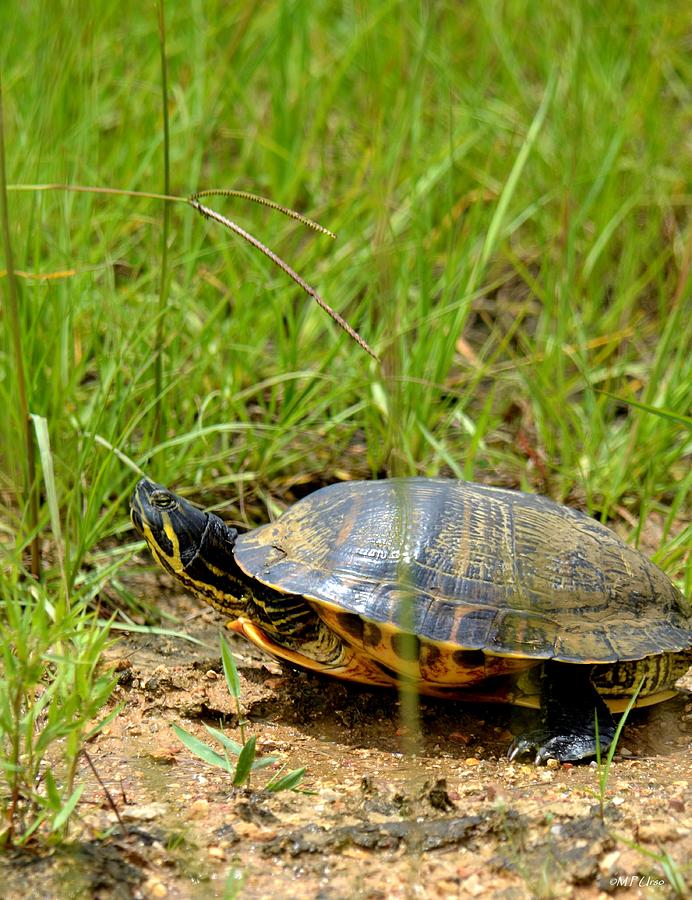 Peninsula Cooter in the Grasslands Photograph by Maria Urso | Fine Art ...