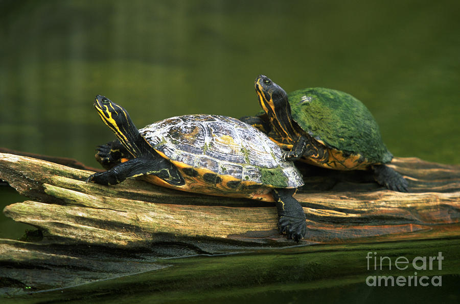 Peninsula Cooter Turtles Photograph by David N. Davis