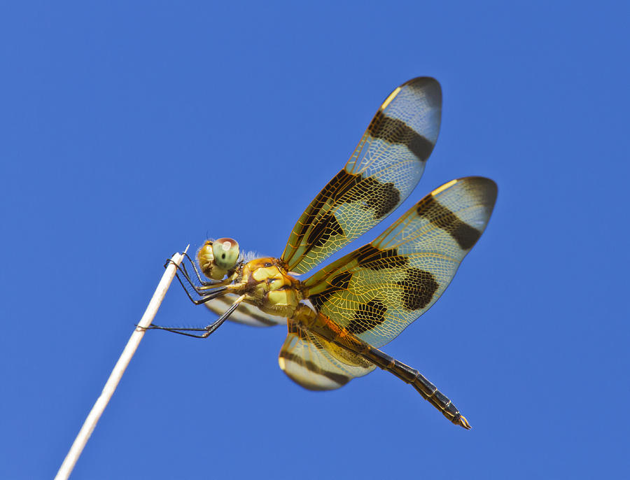 Pennant Dragonfly Photograph by Steven Schwartzman