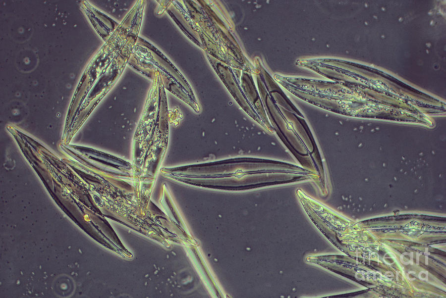 Pennate Diatoms Photograph by Biology Media