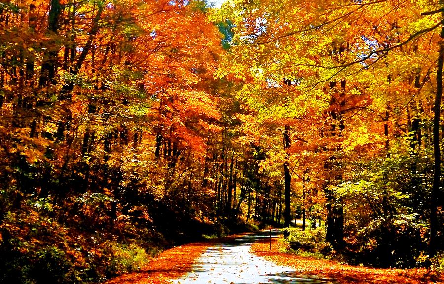 Pennsylvania Autumn Road Photograph