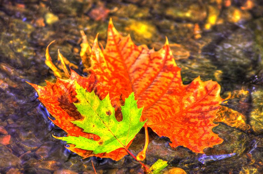 Pennsylvania Country Roads - Autumn Colorfest in the Creek No. 2 - Marsh Creek Adams County Photograph by Michael Mazaika
