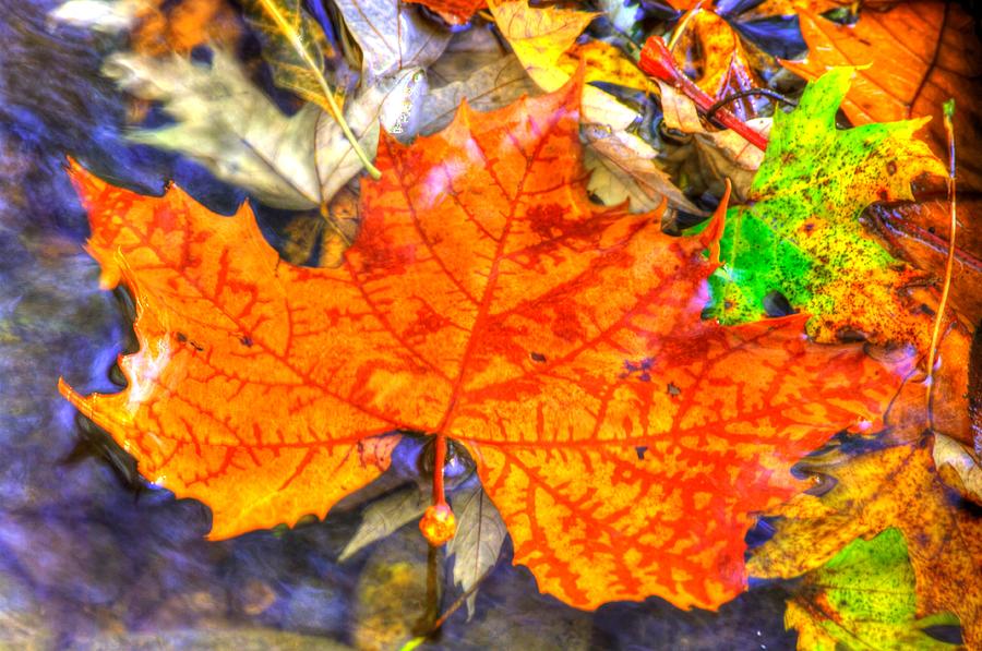 Pennsylvania Country Roads - Autumn Colorfest in the Creek No. 3 - Marsh Creek Adams County Photograph by Michael Mazaika