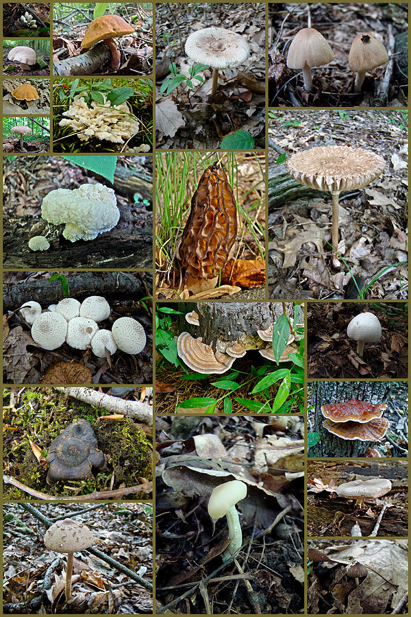 Pennsylvania Mushrooms Collage - 3 Photograph by Carol Senske