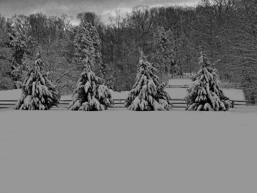 Pennsylvania Snowy Wonderland BW Photograph by David Dehner