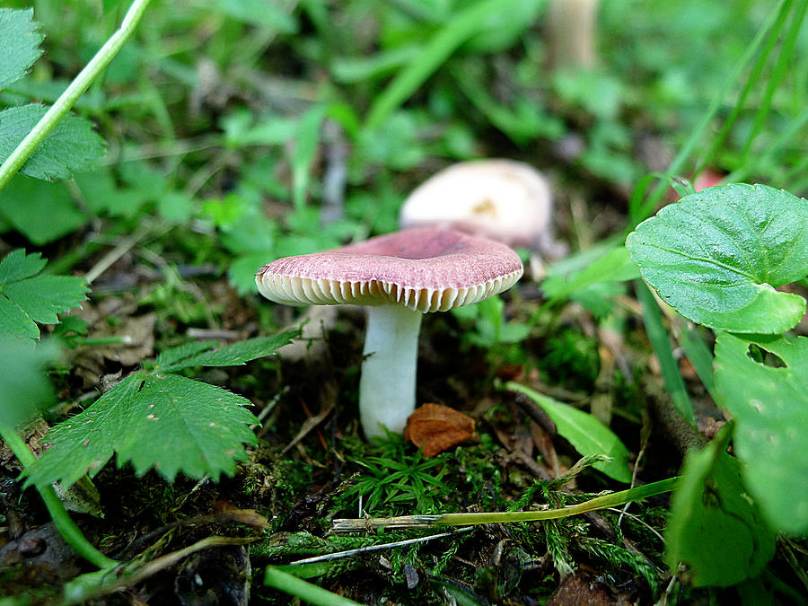 Pennsylvania Woodland Fungi 1 Photograph by Richard Reeve