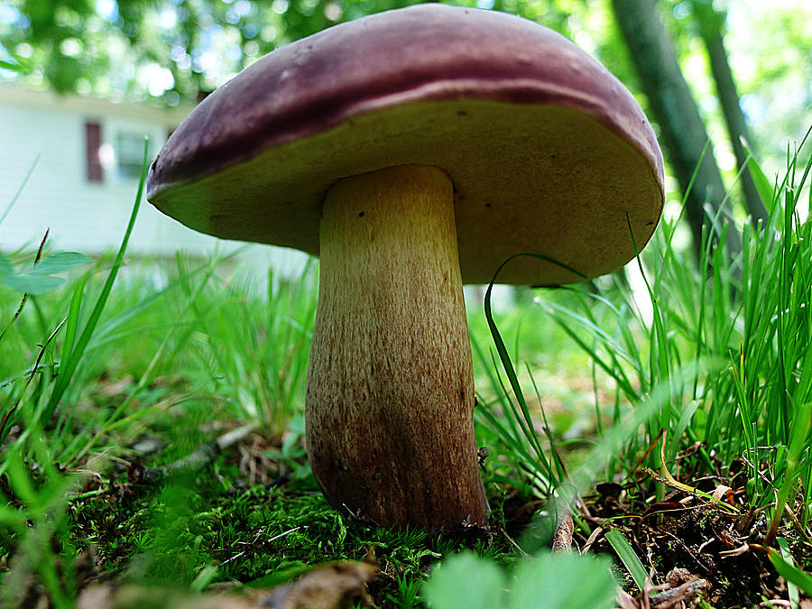 Pennsylvania Woodland Fungi 2 Photograph by Richard Reeve