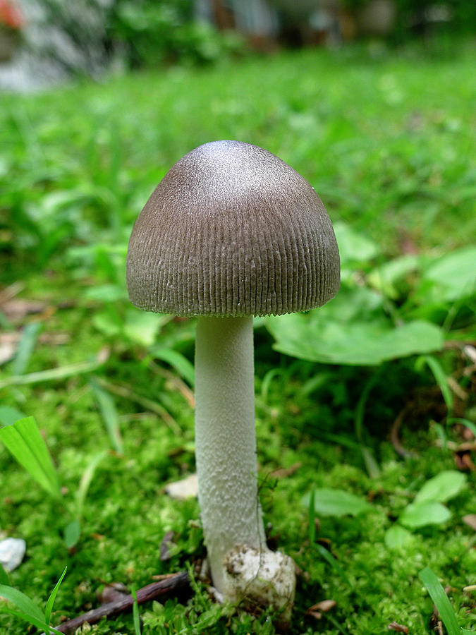 Pennsylvania Woodland Fungi 3 Photograph by Richard Reeve