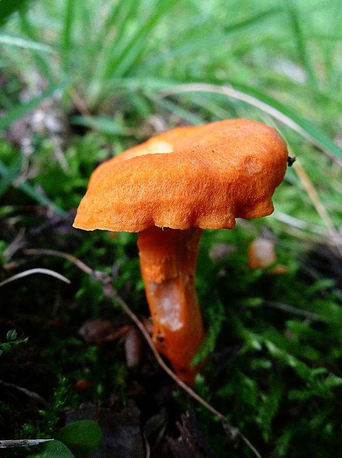 Pennsylvania Woodland Fungi 4 Photograph by Richard Reeve
