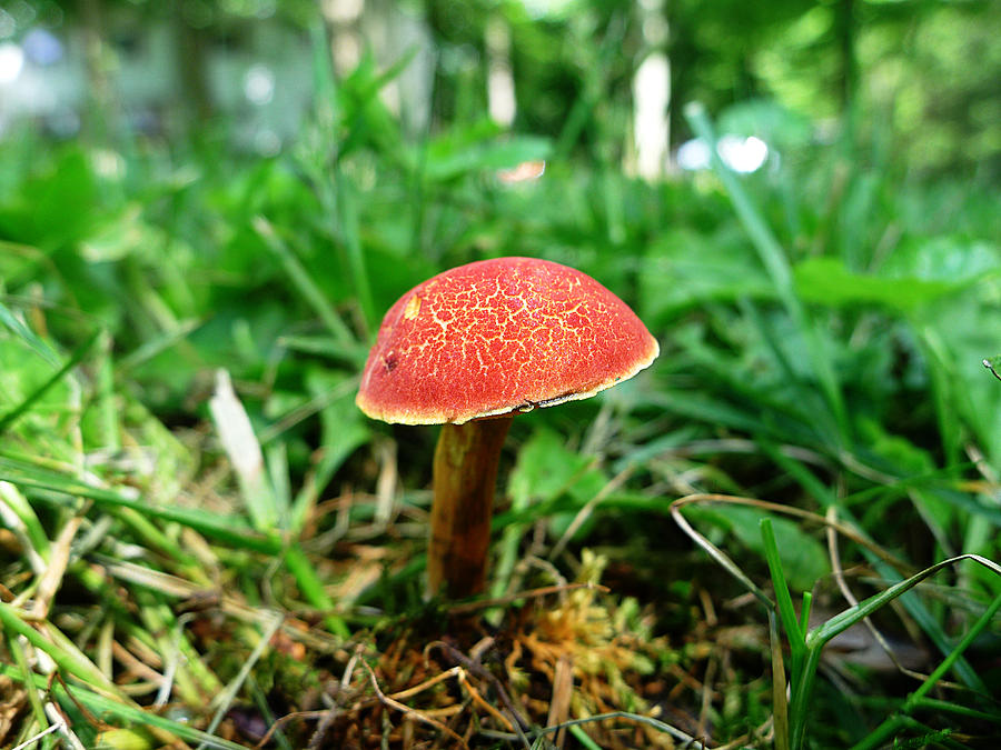 Pennsylvania Woodland Fungi 5 Photograph by Richard Reeve